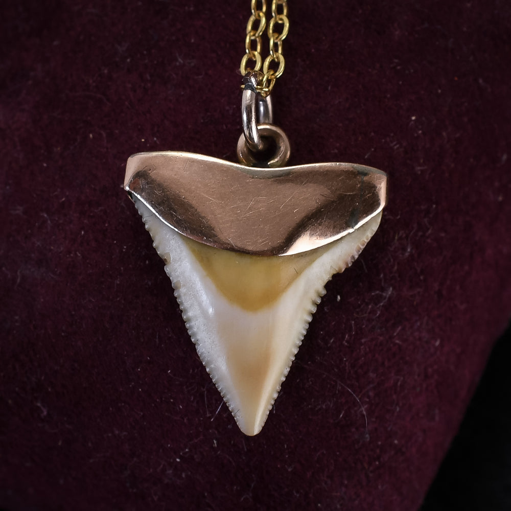 Victorian Shark Tooth Pendant