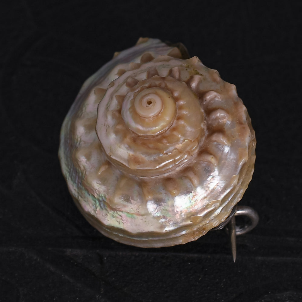 Victorian Iridescent Sea Snail Shell Brooch