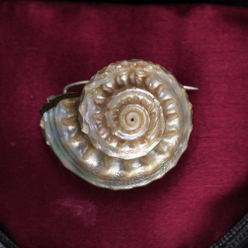 Victorian Iridescent Sea Snail Shell Brooch