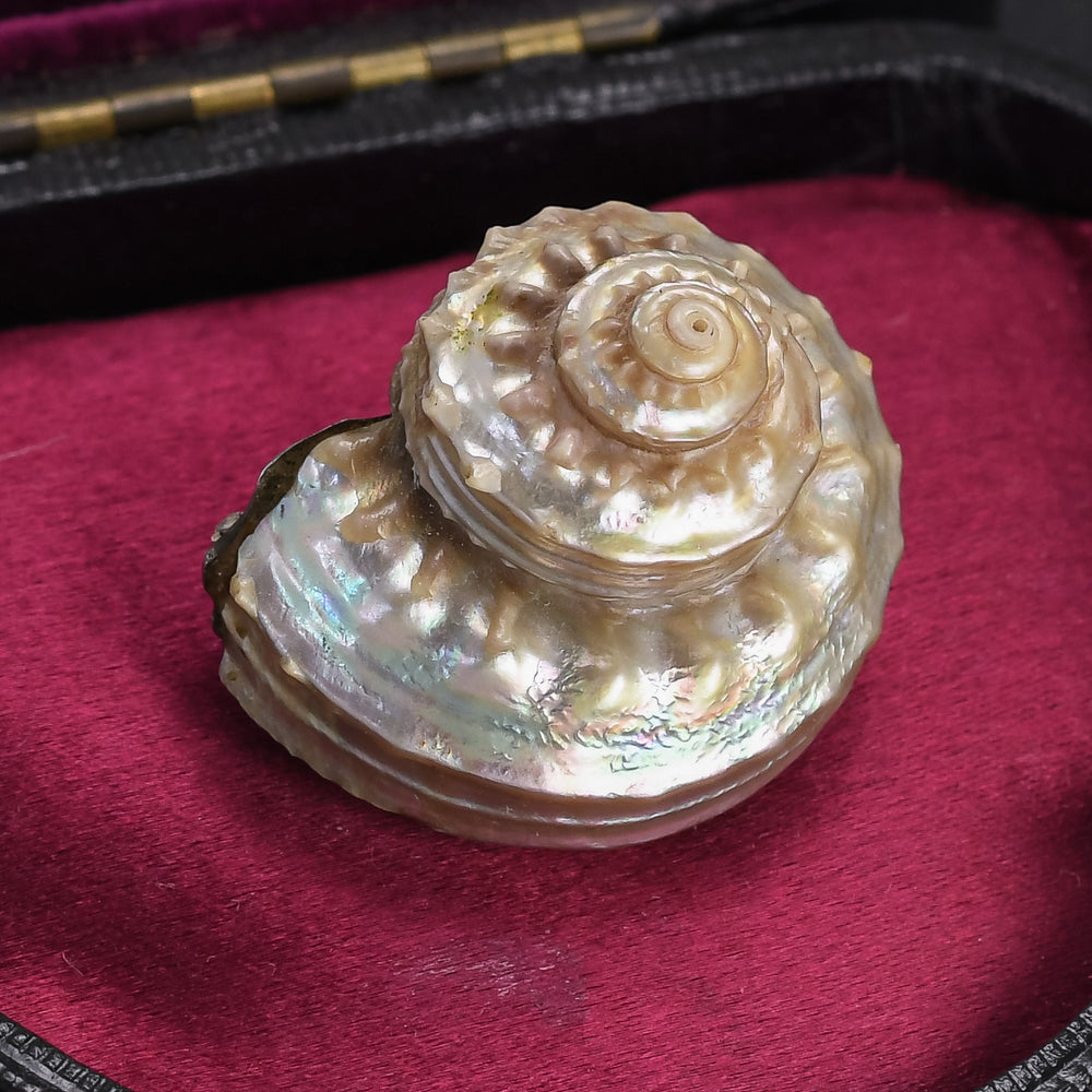 Victorian Iridescent Sea Snail Shell Brooch