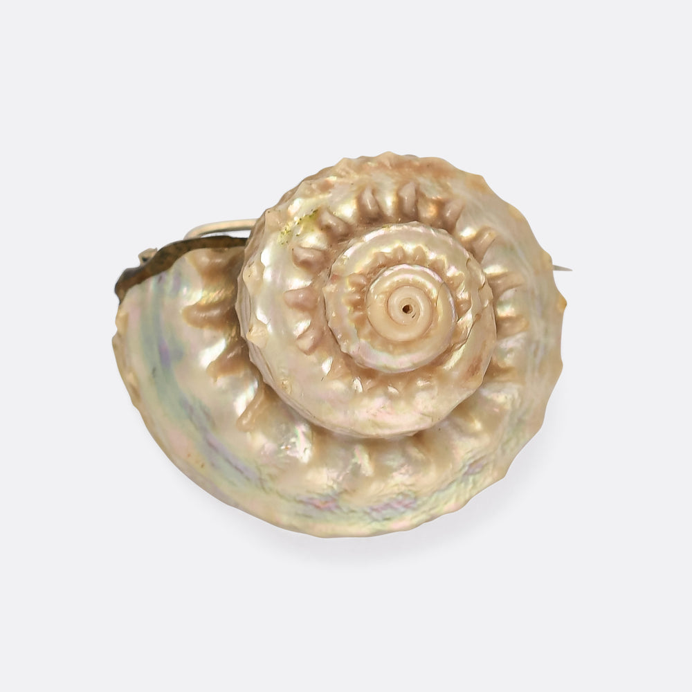 Victorian Iridescent Sea Snail Shell Brooch