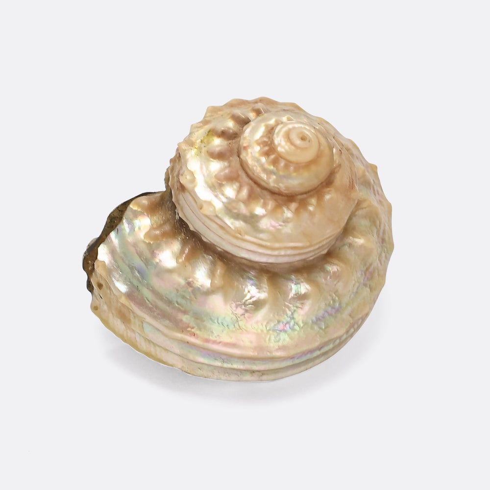 Victorian Iridescent Sea Snail Shell Brooch