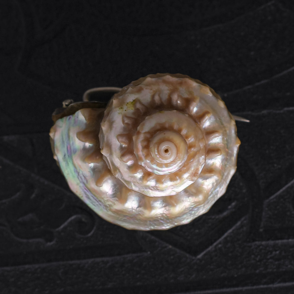 Victorian Iridescent Sea Snail Shell Brooch