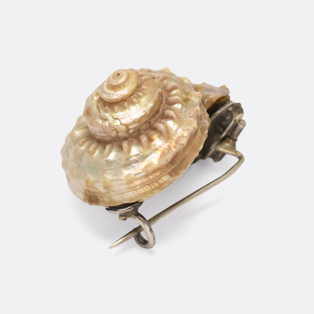 Victorian Iridescent Sea Snail Shell Brooch